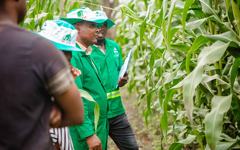 Seed Co Breeders in field