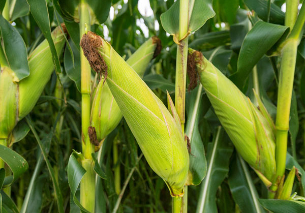 utilizing water for a bumper harvest