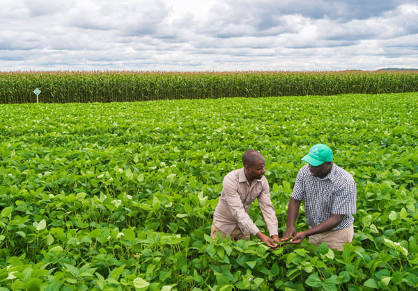 soyabean field