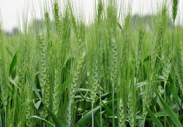 wheat production