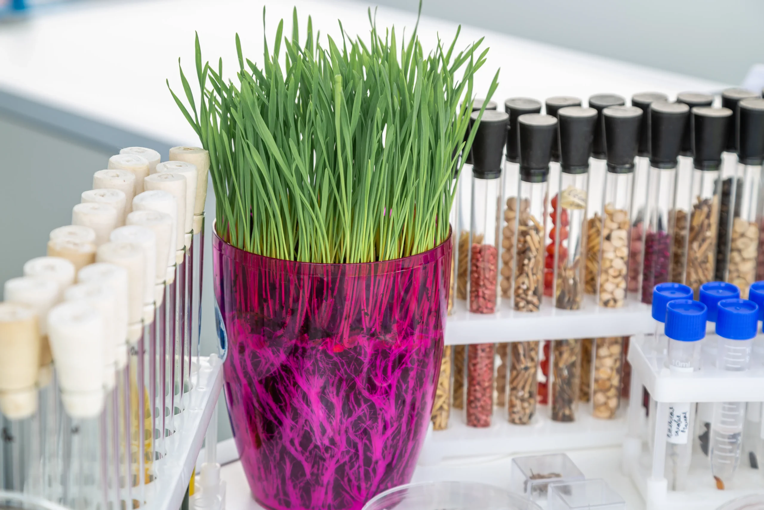 Innovations & Breeding Science