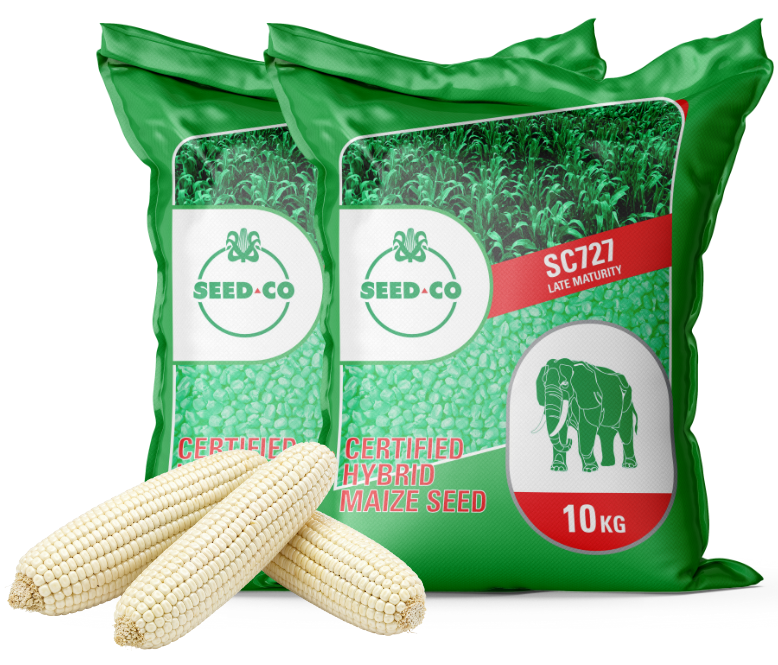 Seed Co Maize Cob Emblem
