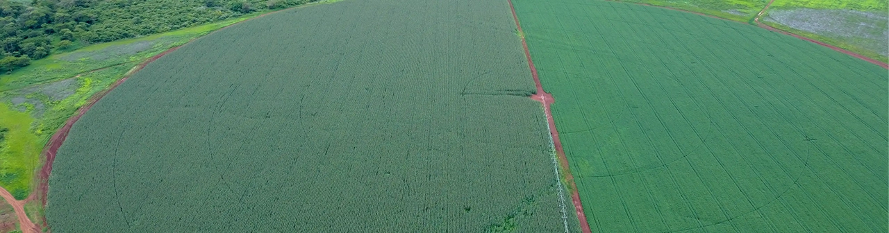 Seed Variety Finder