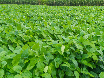 soya plants