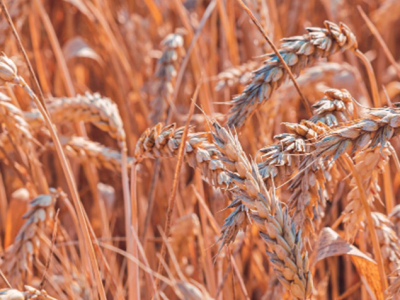 wheat