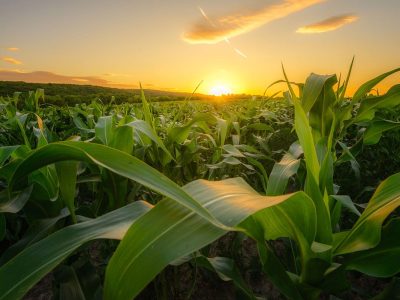 key issues background