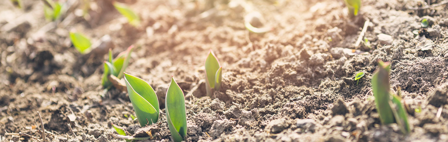 soil