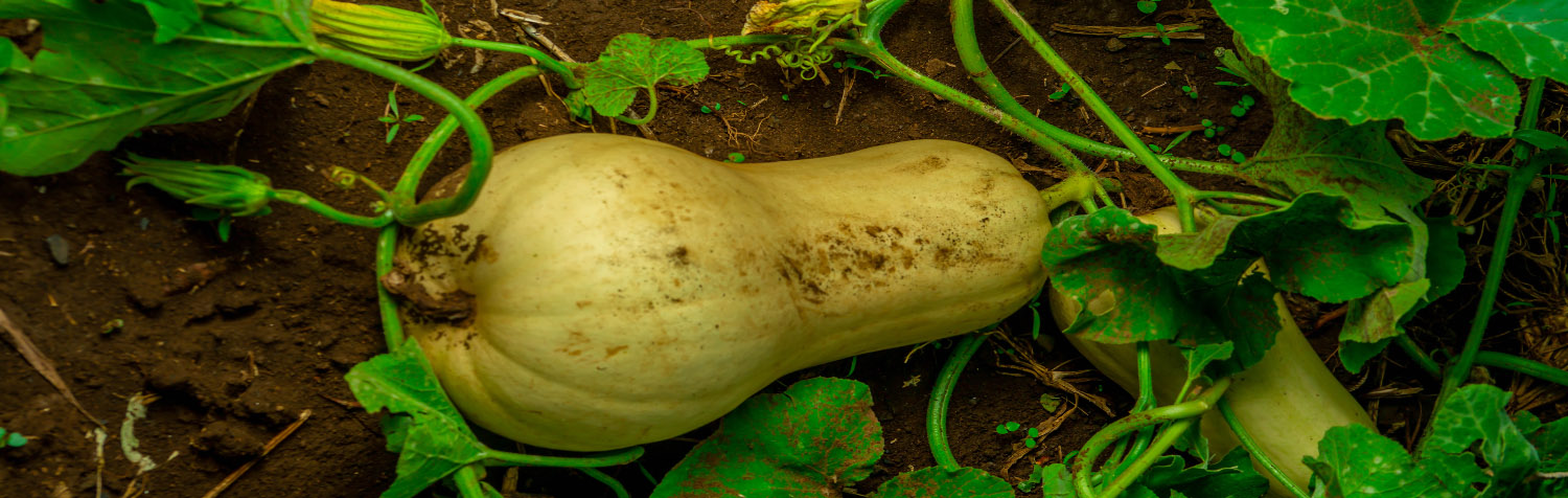 butternut